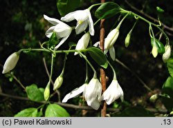 Halesia diptera (ośnieża dwuskrzydła)