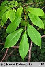 Halesia tetraptera var. monticola