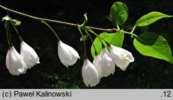 Halesia tetraptera (ośnieża czteroskrzydła)