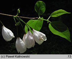 Halesia tetraptera (ośnieża czteroskrzydła)