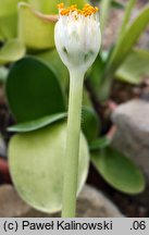 Haemanthus albiflos (krasnokwiat białokwiatowy)