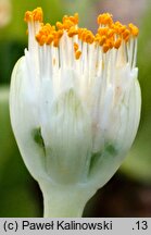 Haemanthus albiflos (krasnokwiat białokwiatowy)