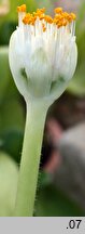 Haemanthus albiflos (krasnokwiat białokwiatowy)