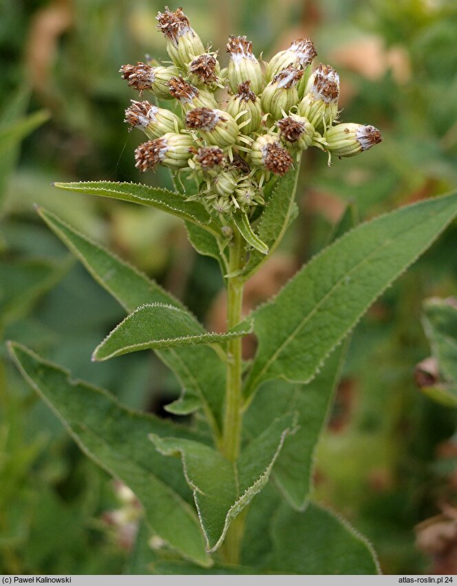 Hasteola suaveolens