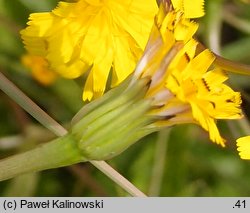 Hedypnois cretica (słodkokwiat kreteński)