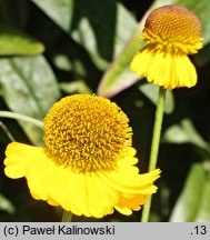 Helenium bigelowii (dzielżan Bigelowa)