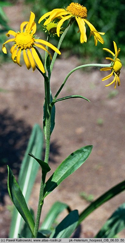 Helenium hoopesii (dzielżan Hoopesa)