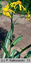 Helenium hoopesii (dzielżan Hoopesa)