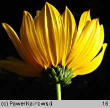 Helianthus ×laetiflorus (słonecznik jaskrawy)