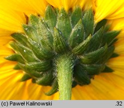 Helianthus ×laetiflorus (słonecznik jaskrawy)