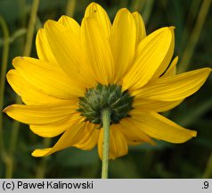 Helianthus ×laetiflorus (słonecznik jaskrawy)