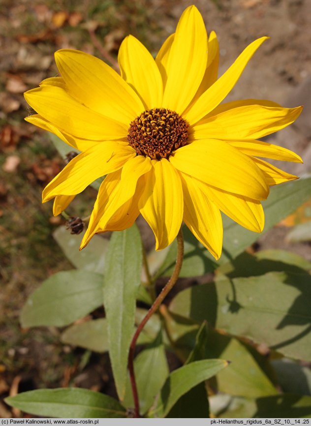 Helianthus ×laetiflorus (słonecznik jaskrawy)