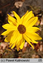 Helianthus ×laetiflorus (słonecznik jaskrawy)