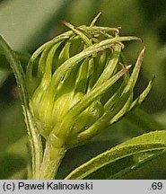 Helianthus salicifolius (słonecznik wierzbolistny)