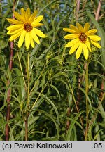 Helianthus salicifolius (słonecznik wierzbolistny)