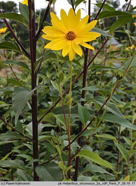 Helianthus hirsutus