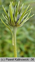 Helianthus hirsutus