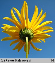 Helianthus ×laetiflorus (słonecznik jaskrawy)