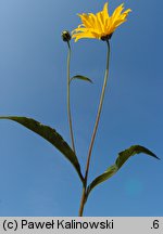 Helianthus ×laetiflorus (słonecznik jaskrawy)