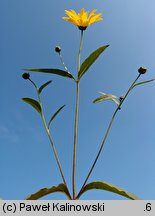 Helianthus ×laetiflorus (słonecznik jaskrawy)