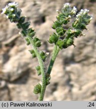 Heliotropium europaeum (heliotrop zwyczajny)