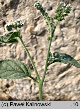 Heliotropium europaeum (heliotrop zwyczajny)