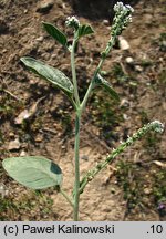 Heliotropium europaeum (heliotrop zwyczajny)