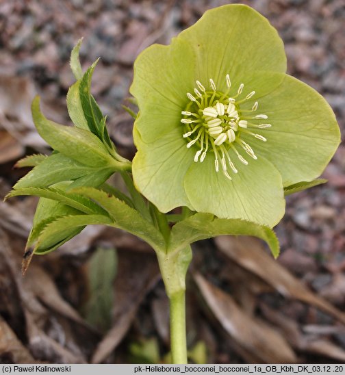 Helleborus bocconei ssp. bocconei