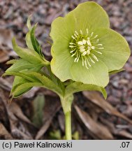 Helleborus bocconei ssp. bocconei