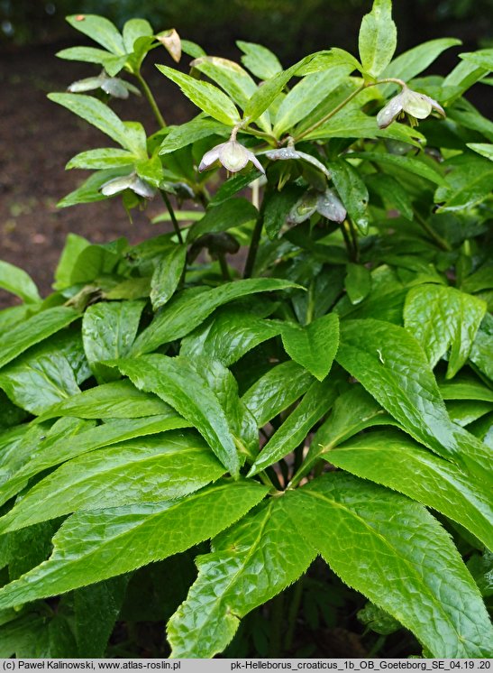 Helleborus croaticus