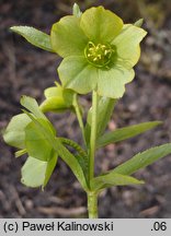 Helleborus cyclophyllus