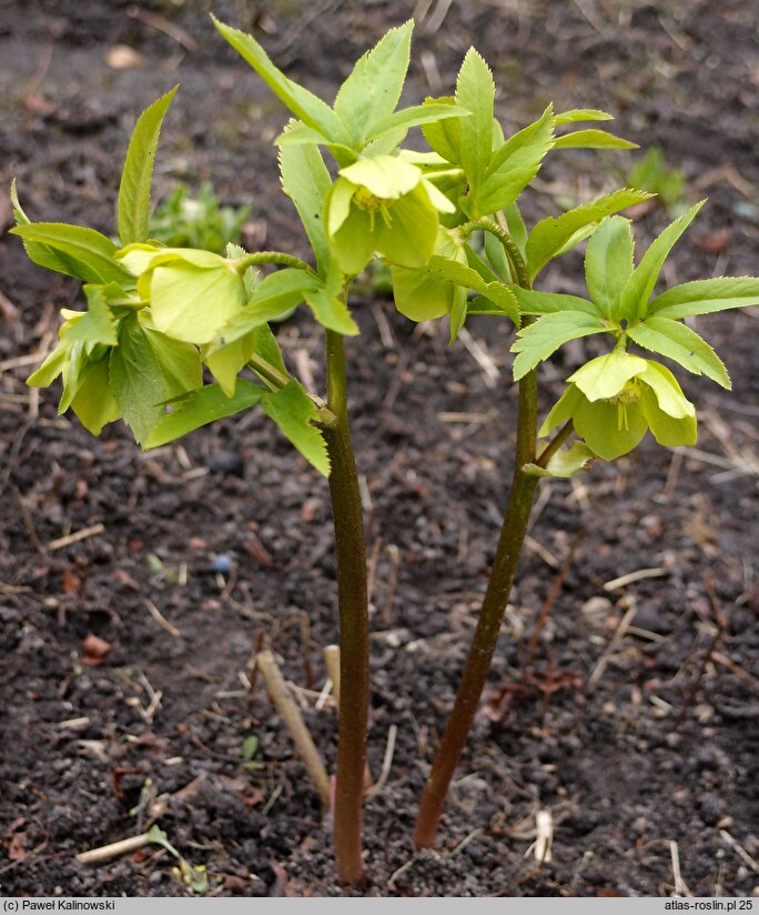 Helleborus cyclophyllus