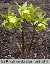 Helleborus cyclophyllus