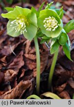 Helleborus cyclophyllus