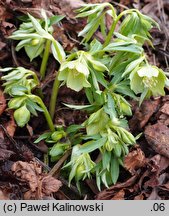 Helleborus dumetorum (ciemiernik gajowy)