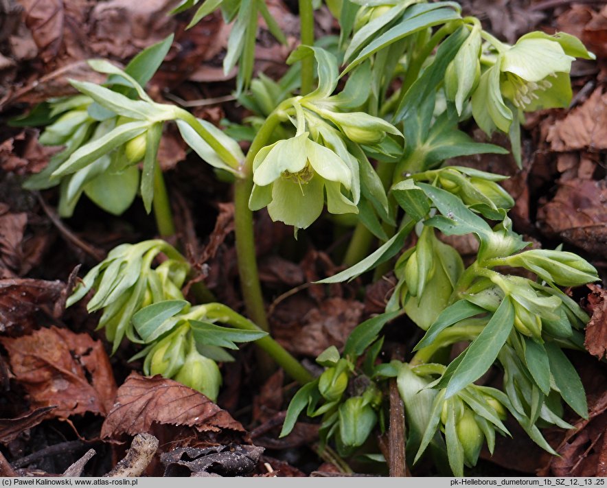 Helleborus dumetorum (ciemiernik gajowy)