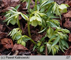 Helleborus dumetorum (ciemiernik gajowy)