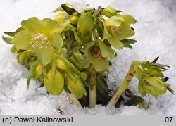 Helleborus dumetorum (ciemiernik gajowy)