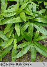 Helleborus dumetorum (ciemiernik gajowy)