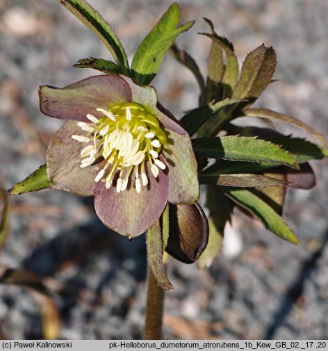 Helleborus dumetorum ssp. atrorubens (ciemiernik gajowy czerwony)