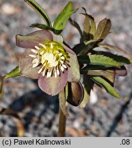 Helleborus dumetorum ssp. atrorubens