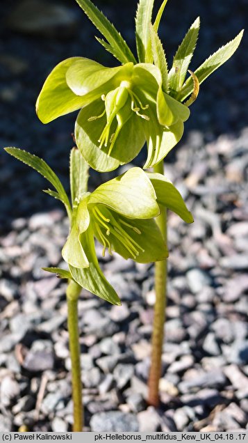 Helleborus multifidus ssp. multifidus