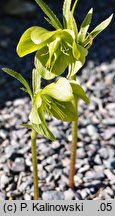 Helleborus multifidus ssp. multifidus