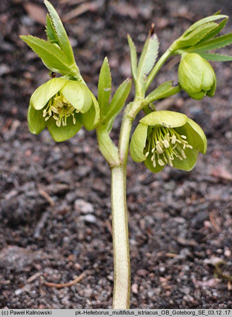 Helleborus multifidus ssp. istriacus