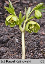 Helleborus multifidus ssp. istriacus