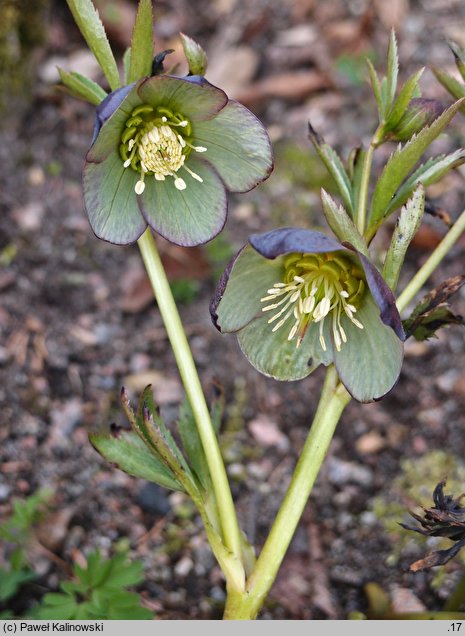 Helleborus multifidus ssp. serbicus