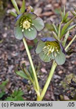 Helleborus multifidus ssp. serbicus