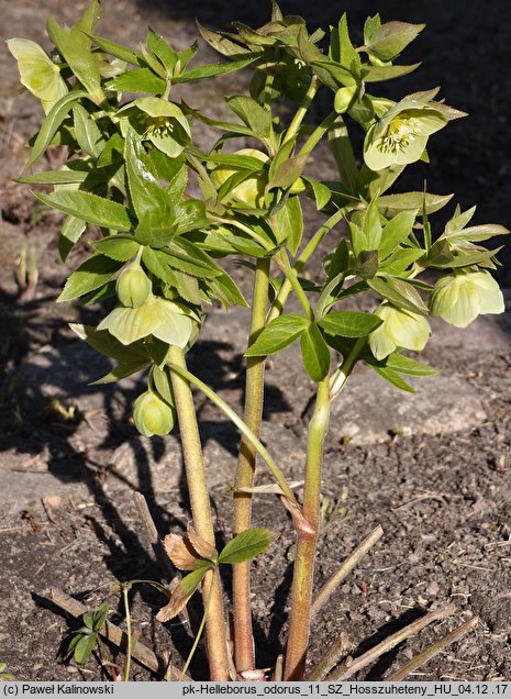 Helleborus odorus