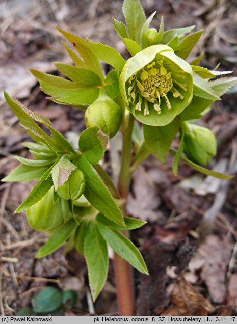 Helleborus odorus