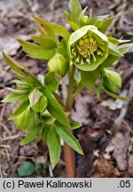 Helleborus odorus